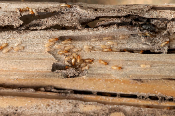 Best Pest Prevention Services  in Defiance, OH